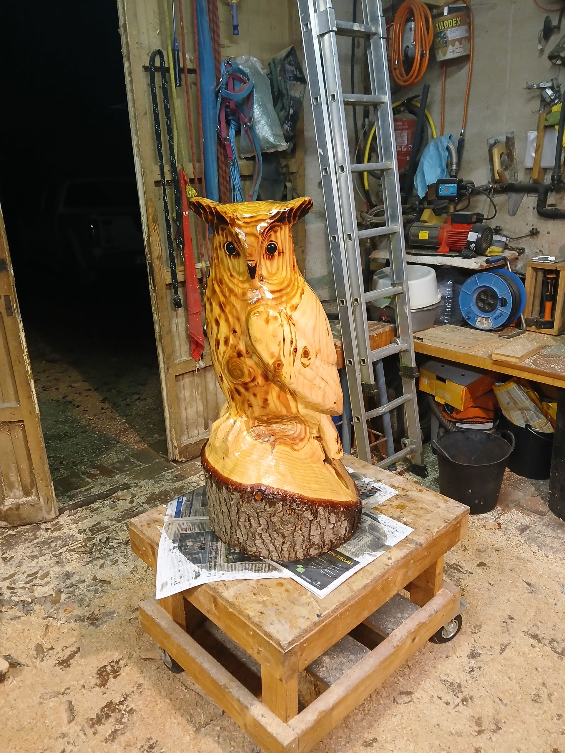 Owl