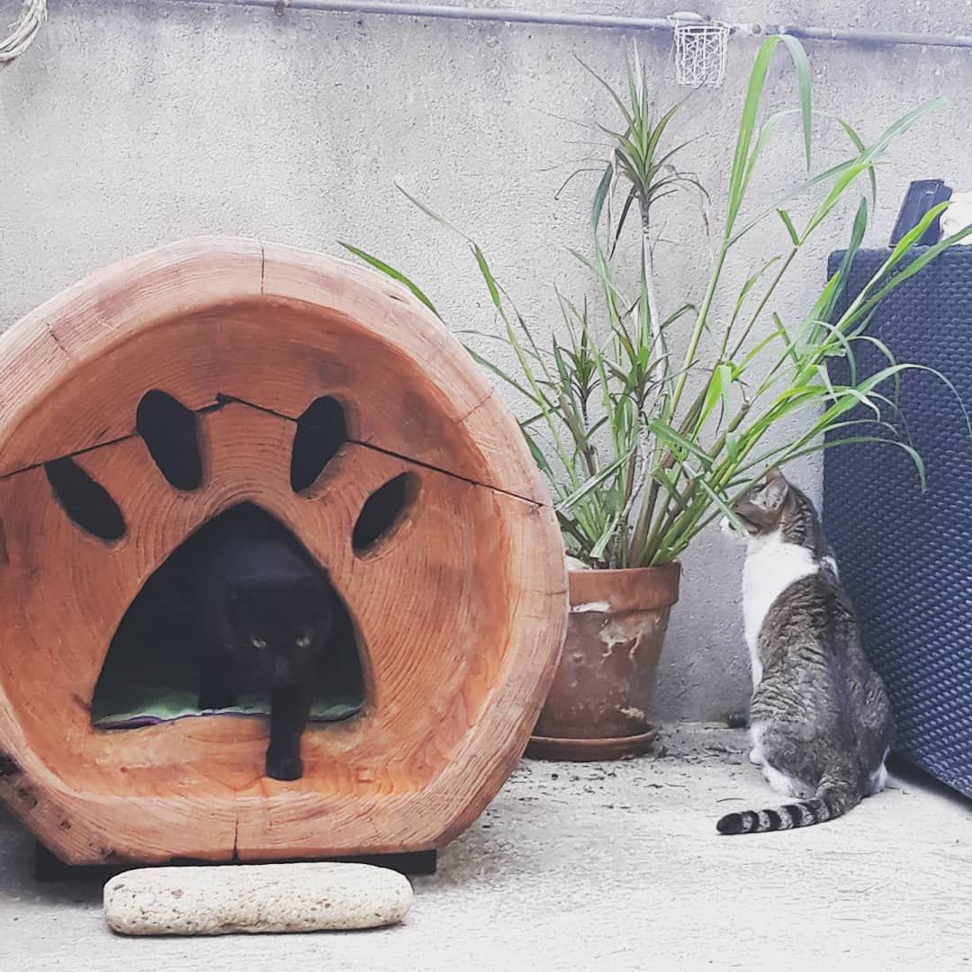 Cat House